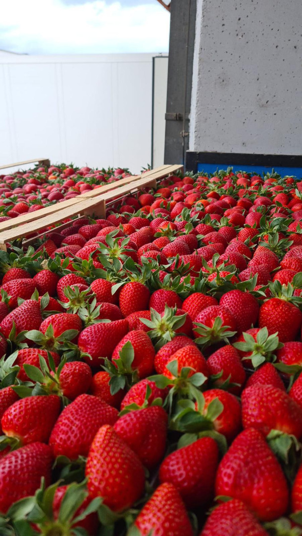 Quality strawberry ...