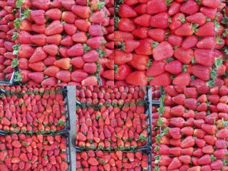 Juicy strawberries from Greece Carton 5 kg Price 1.65