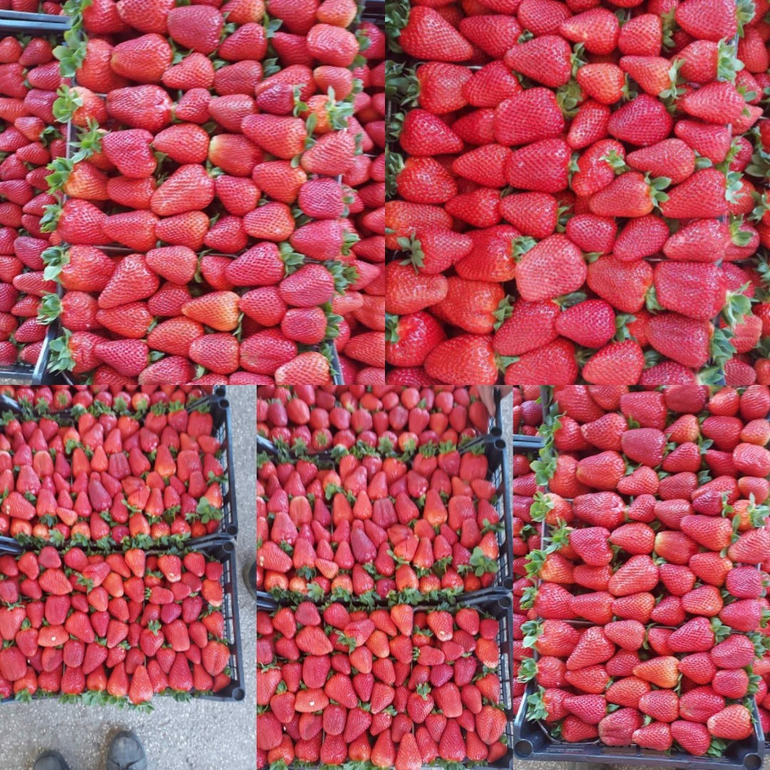 Juicy strawberries from Greece Carton 5 kg Price 1.65 € net