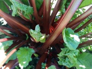 Hello, I am selling rhubarb available now. Cut to
