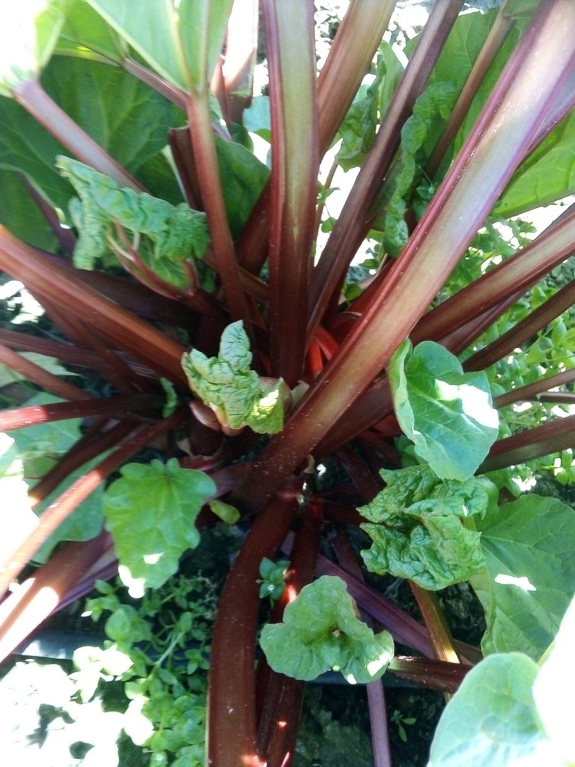 Hello, I am selling rhubarb available now