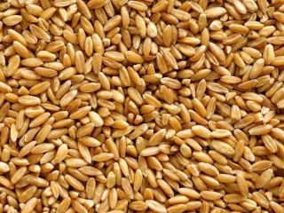 I will sell a very nice wheat, price negotiable,