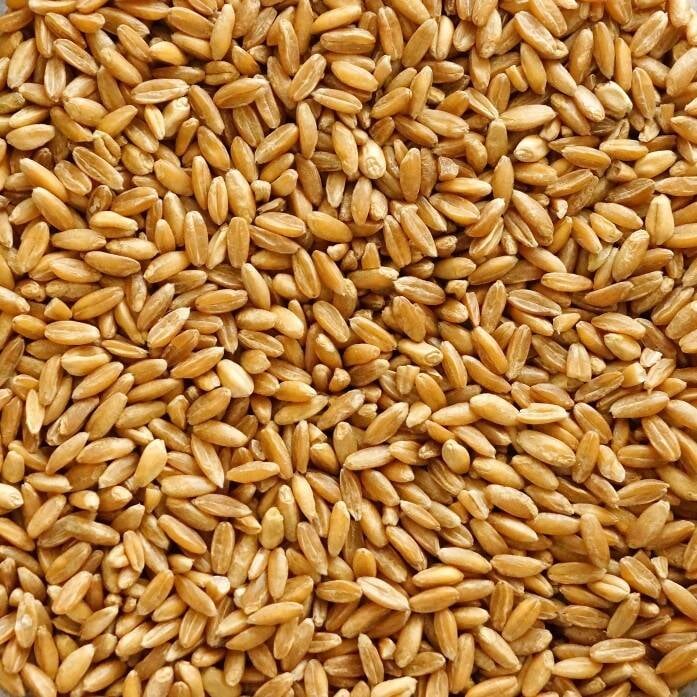 I will sell a very nice wheat, price negotiable, transport possible
