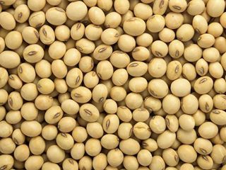 Premium Quality Soybean Seed at Wholesale Price We are