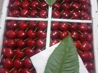 Sweet cherry from Uzbekistan. Delivery time: From 01/06/2022 untill