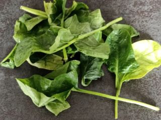 the sale of spinach, species dallas al bravo in