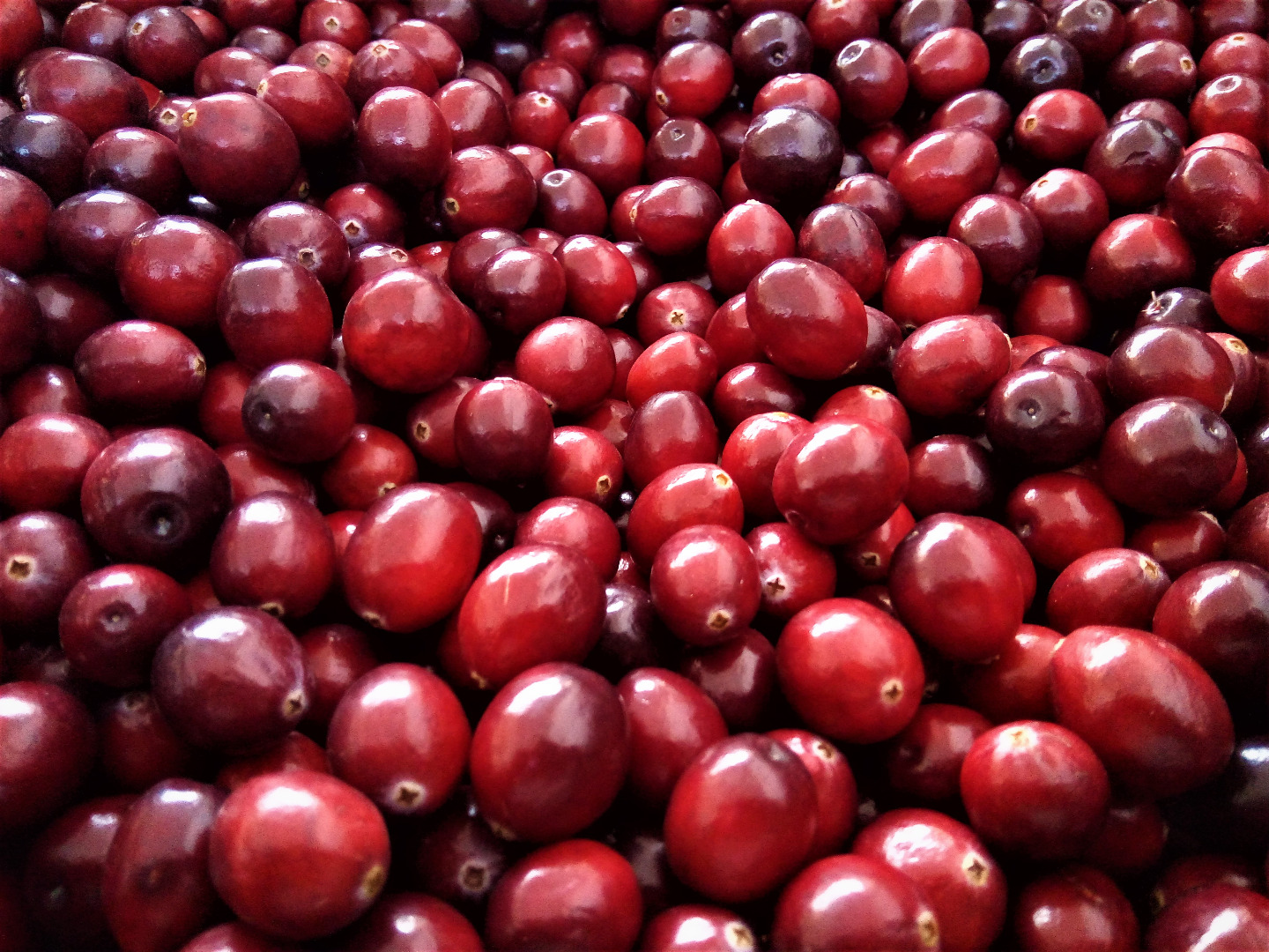 I will sell fresh large-fruited cranberries with a NM quality certificate