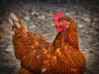 Laying hens for sale - PLN 8 per 2-year-old