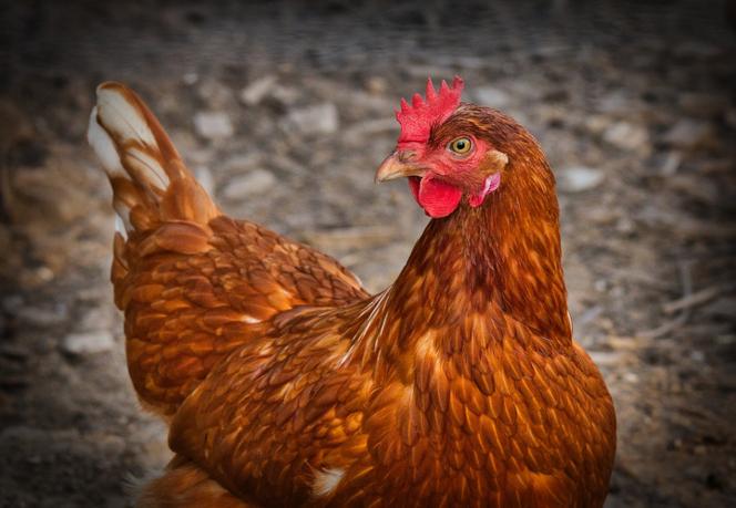 Laying hens for sale - PLN 8 per 2-year-old hens