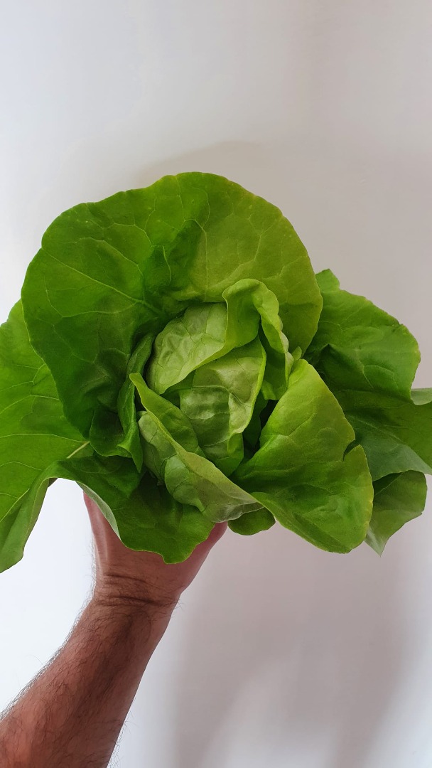 Classic Romanian salad - fixed price 1 leu / piece - pick up from Ilfov County, Ciorogarla Commune