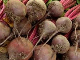 A cannery buys 50 tons of red beets. e-mail