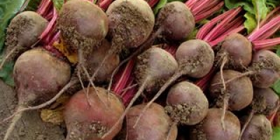 A cannery buys 50 tons of red beets