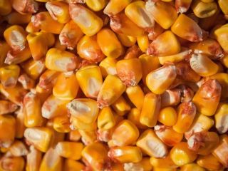 Ukraine Agriculture company offers CORN GRAIN With our delivery