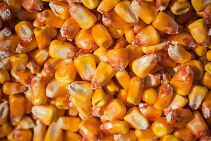 Ukraine Agriculture company offers CORN GRAIN With our delivery to EU by Road