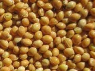 Yellow Millet Origin Ukraine crop 2021 available large stock