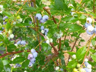 I will have blueberry from a small growing plantation