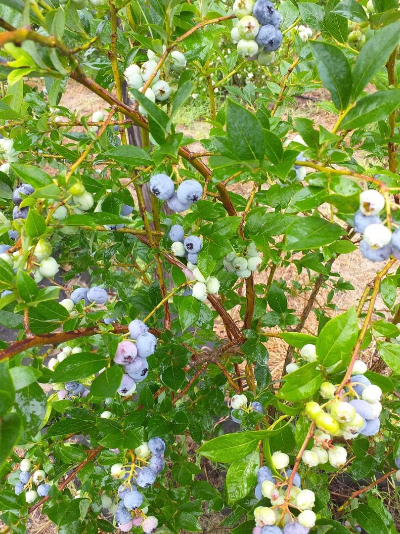 I will have blueberry from a small growing plantation for sale during the harvest period