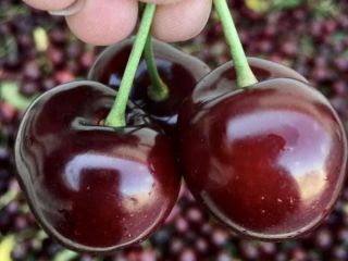 Bigaro Burlat and Van Cherries for sale - super