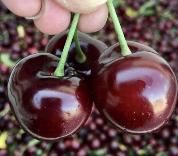 Bigaro Burlat and Van Cherries for sale - super quality