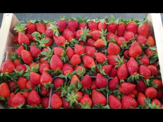 Victoria strawberries for sale. Packed in cages of 5