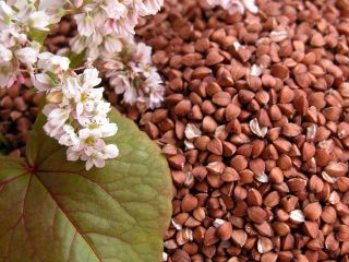 Buckwheat seeds wholesale. We sell buckwheat seeds on a