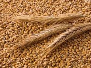 Sale of Ukrainian cereal products in large quantities: corn