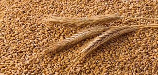 Sale of Ukrainian cereal products in large quantities: corn 11 35 PLN / t, sunflower 2732 PLN / t, 2 class wheat 1625 PLN / t, olive flax 4,792 PLN / t, peas