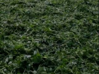 We offer big kind of different herbs, and and