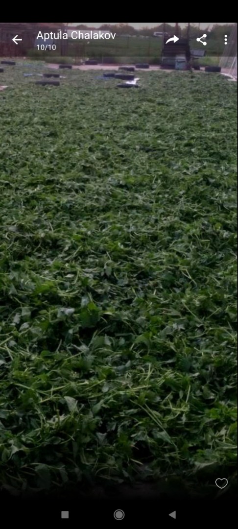 We offer big kind of different herbs, and and wild fruits