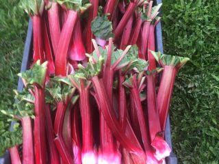 I will sell rhubarb from my own farm. Price: