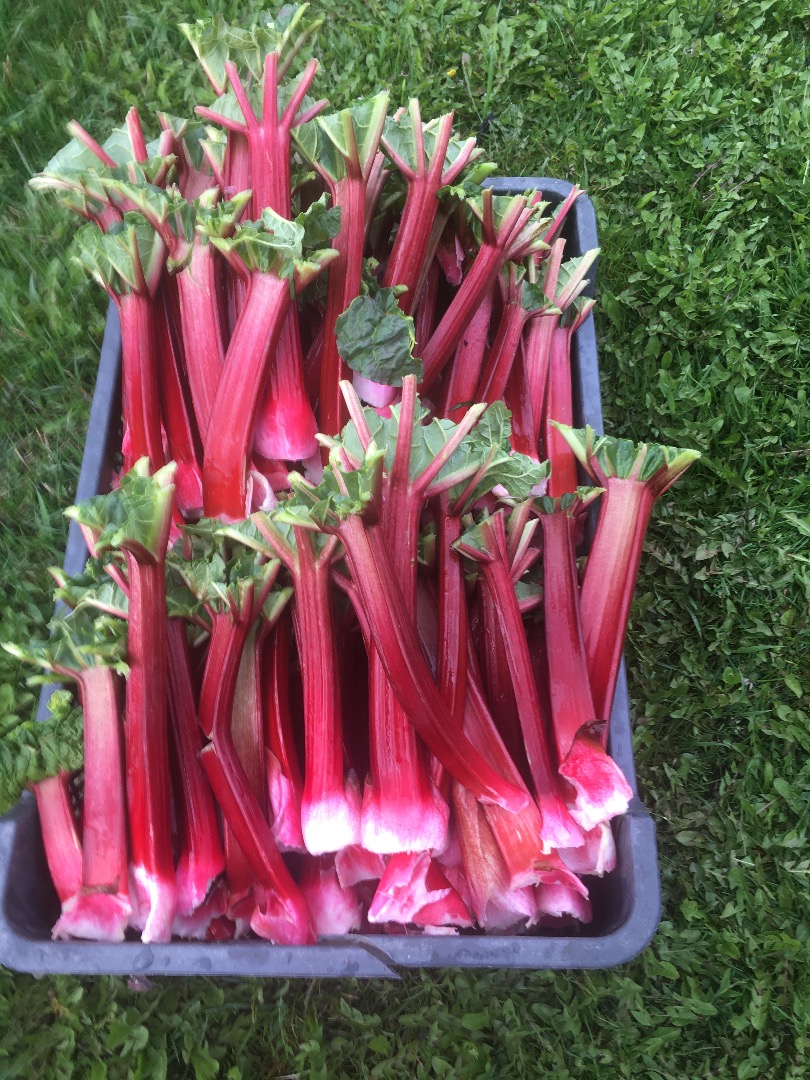 I will sell rhubarb from my own farm