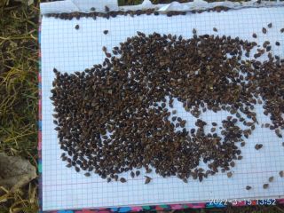 I will sell 22 tons of buckwheat from the