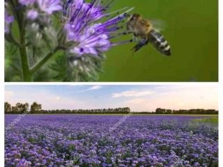 Hello, I am looking for a farmer willing to