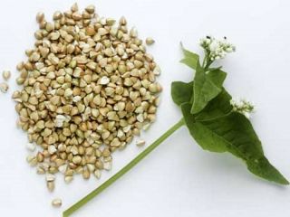 The enterprise realizes sowing of buckwheat. The best varieties
