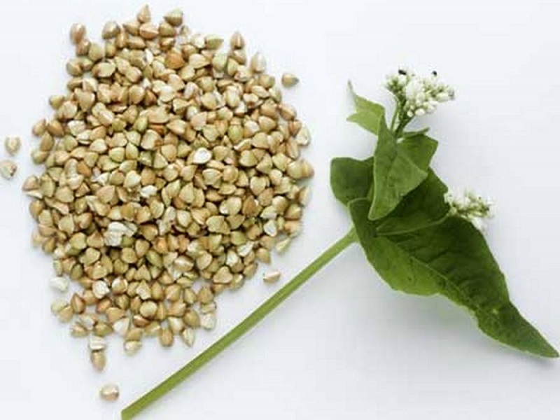 The enterprise realizes sowing of buckwheat