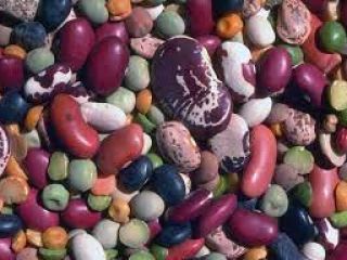 Wholesale red beans, white beans with delivery from Ukraine.