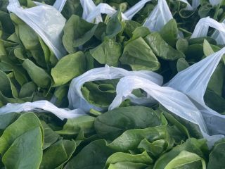 I will sell organic spinach of my own production,