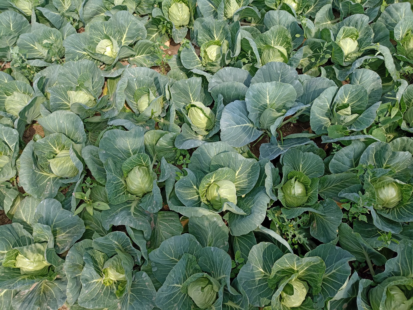 I will sell young white cabbage, caliber 1-2 kg