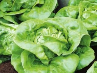 Hello. I have butter lettuce for sale (no spraying).