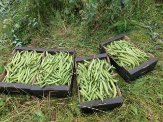 I will sell fresh broad beans in pods. Broad