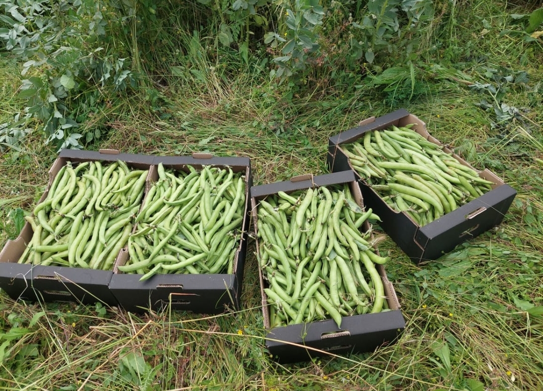 I will sell fresh broad beans in pods