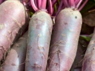 I will sell a large amount of beetroot alto