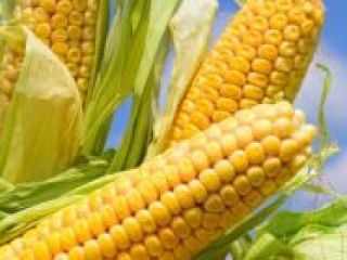 We sell 2021 high quality corn from Ukraine with