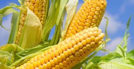 We sell 2021 high quality corn from Ukraine with delivery to your country