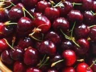 We are selling cherries produced in Bulgaria, the region