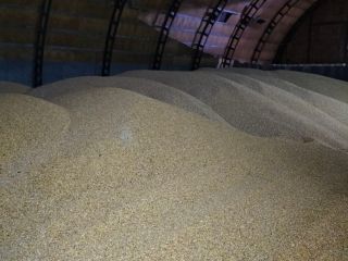 I sell corn grains 13.5% moisture 2000 tons