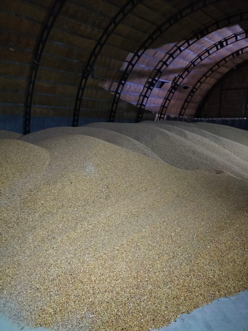 I sell corn grains 13.5% moisture 2000 tons