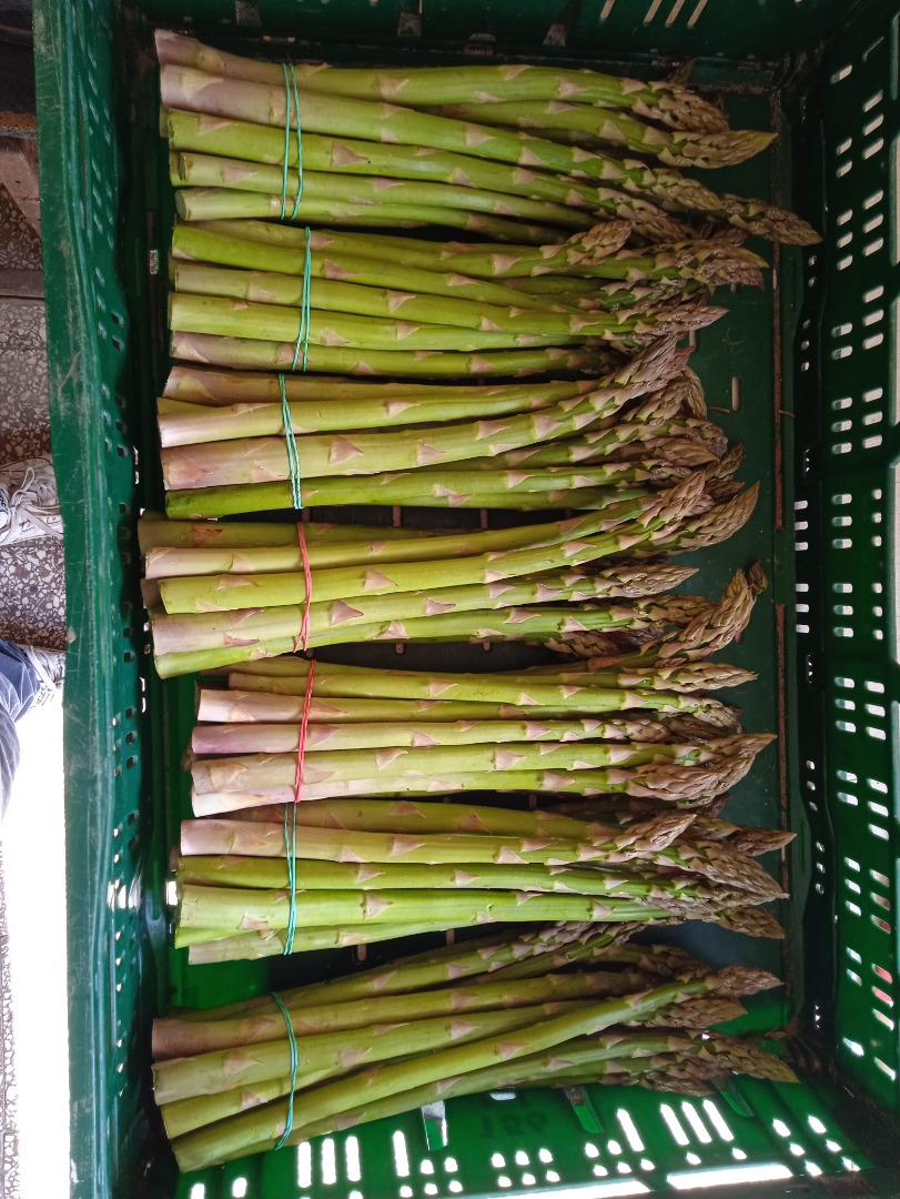 I will sell fresh green asparagus at a wholesale price of PLN 8 / kg