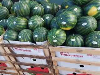 Fresh watermelon and melons .