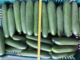 I will sell a short greenhouse cucumber. Packed in